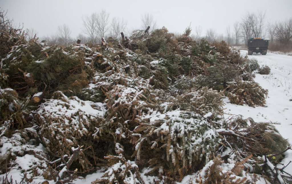 Thousands of Christmas trees turn city’s old landfill into a home for wildlife News, Sports